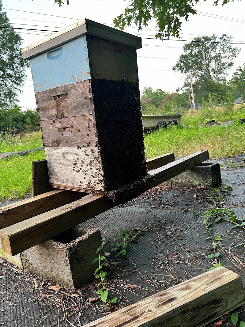 Stepping Stones of Baton Rouge - Photo 5